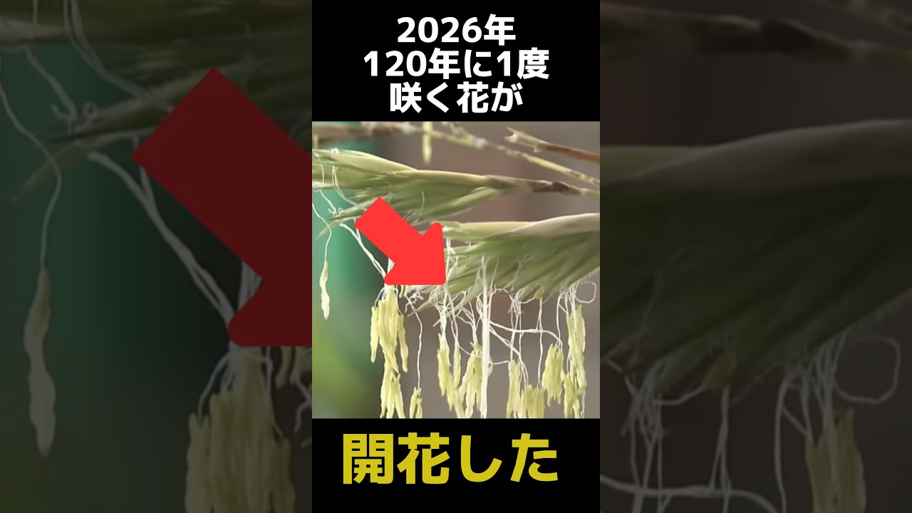 2026年120年に1度咲く花が開花する奇跡