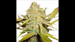 O.G. KUSH / Cannabis Marijuana Weed Kush