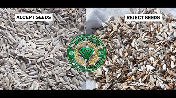 Sunflower Seed Cleaning Plant: Optimize Your Sunflower Seed Processing with MMCTECH! 🌻