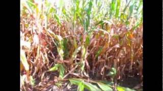 The Corn Maze