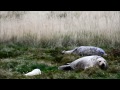 Heartwarming moment seal mum meets her pup