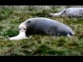 Heartwarming moment seal mum meets her pup