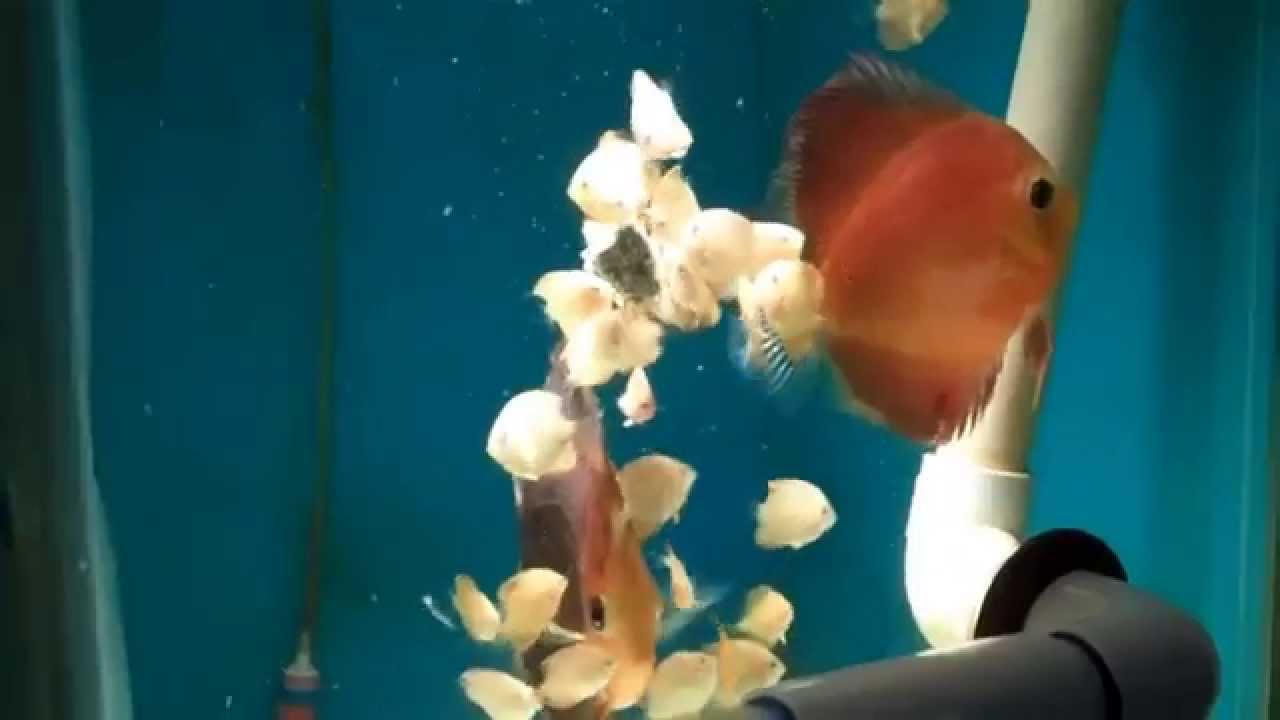 Golden Red Discus Fry Eating Freeze Dried Blackworms YouTube