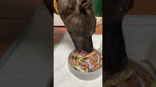 7 Month Old Staffy Full Breed And Loving His Dinner