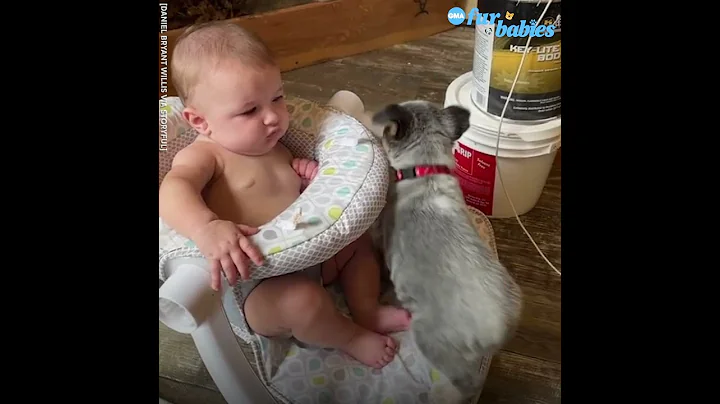 Puppy tries to squeeze into seat with toddler best...