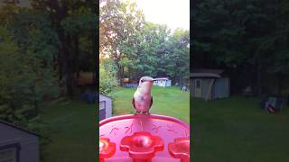 Tiny Female Hummingbird Reveals Her Secret Superpower!