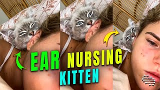 Kitten Nursing on Owner’s Ear