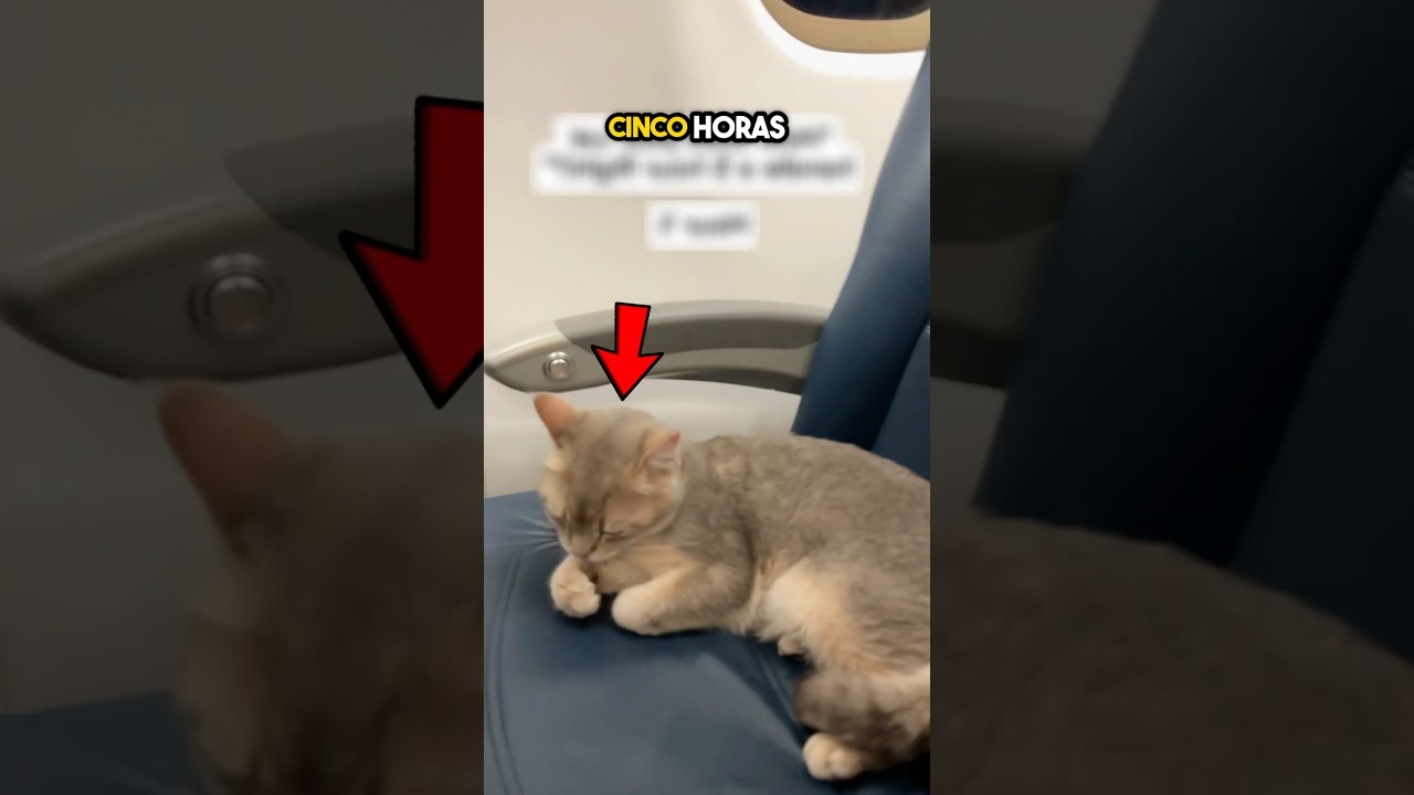 Chatea en un vuelo de cinco horas ❤️ ️