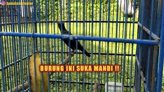 Download Lagu CARA PERAWATAN HARIAN BURUNG CUCAK KELING UNTUK PEMULA MP3