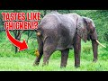 Elephant Facts That Will Blow Your MIND!