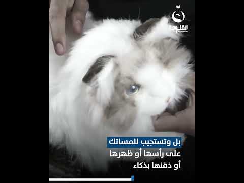 قطة لا تثير الفوضى و لا الحساسية و تتفاعل مع بذكاء خارق تعرفوا على أول قطة روبوتية بالعالم