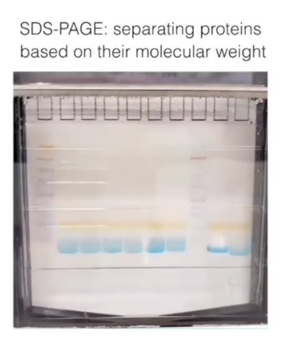 SDS - PAGE Electrophoresis #youtubeshorts #shorts #shortvideo