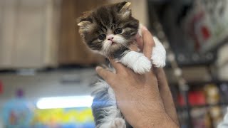 Semi punch persian cat for selling | 8446853378 delivery all over india by CATSBAE 1,949 views 3 months ago 5 minutes, 13 seconds