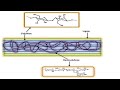 Aspen Plus. Biomass to X. Part 1: Slow Pyrolysis of Biomass, Product Composition Prediction Model