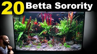 20 Betta Sorority Forest Tank (All in One Aquarium System)