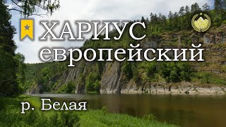 ✮ р. Белая ✮ Хариус европейский ✮ Русская рыбалка 4 ✮