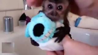 pets that loves bath. shower time . Pets Playhouse Kennel, Mumbai how to bath shower your pet animal screenshot 3