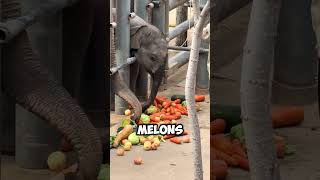 Download Lagu The Stubborn 300 Pound Baby MP3