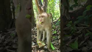 Watch🙈Adorable Monkeys Bring Joy! #Luna #virals #monkey #Ambertroop #Angkorwat #SovanaTroop