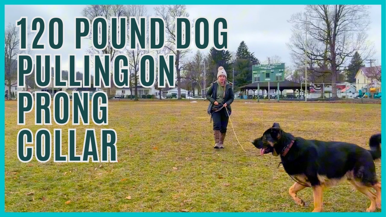 120 Pound Dog Pulling On Prong Collar - How to Stop Dog Pulling