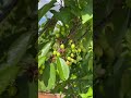 Черешня Самміт Sweet Cherry Summit #черешня #садівництво #сад #sweetcherry