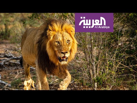 بعد فراق أسد يعانق مربيته ويقبلها بلهفة