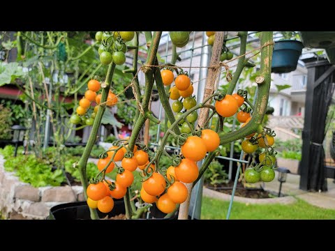 Video Thu hoạch cà chua chuỗi ngọc vàng, bầu hồ lô và cà tím... - youtube