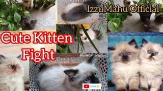 Cute Kitten Cat ( Cutie & Beauty )  |  IzzuMahu Official