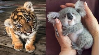 Most amazing moments of cute animals | cute baby Animals videos compilation | Enjoy with Animals