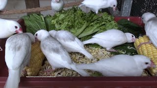 Java Sparrow Aviary  Sunday Morning, June 12th, 2022  Vegetables for Java Finch