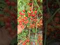 “Tomato Farming 🍅| High Profit Tomato Cultivation” #plants #youtubeshorts