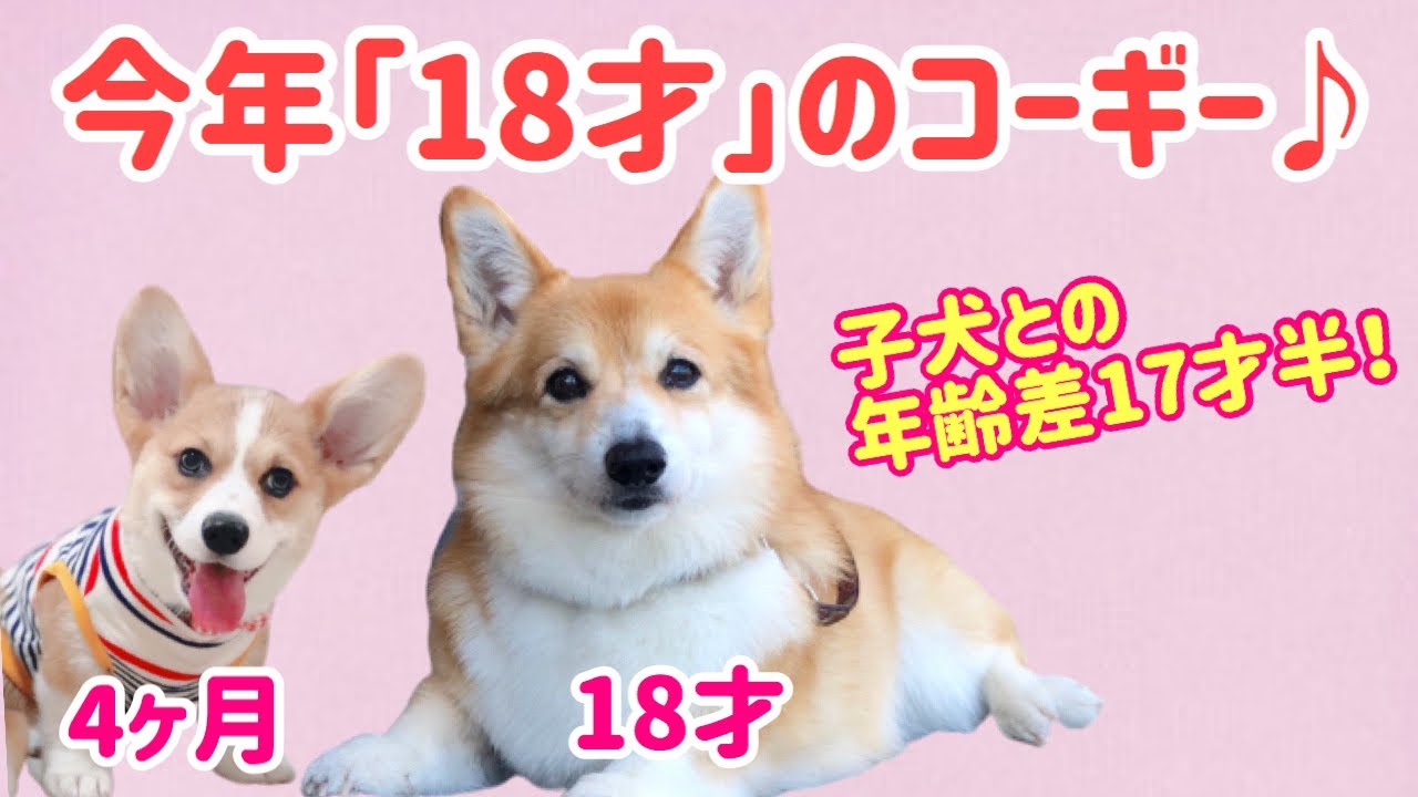 今年１８歳になるコーギーの女の子とデートをしたコーギー子犬 とってもかわいいご長寿犬 Youtube