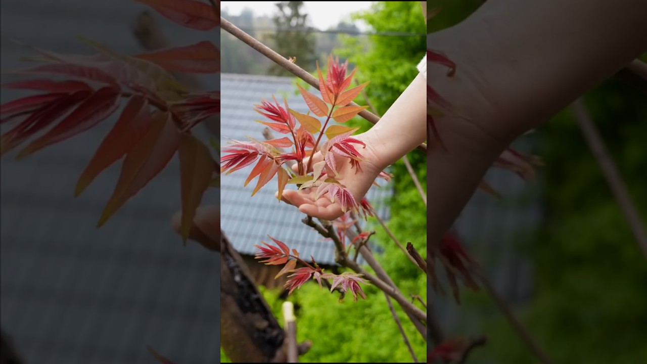 Chinese Toon Leaves Harvesting || Toona Sinensis Tree 