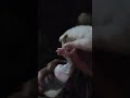 Feeding my puppy 🥰