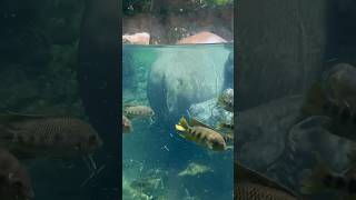 Hippo Got Gas Farts Turn Into Food - Hippo Pooping -Animal Video From Zoo