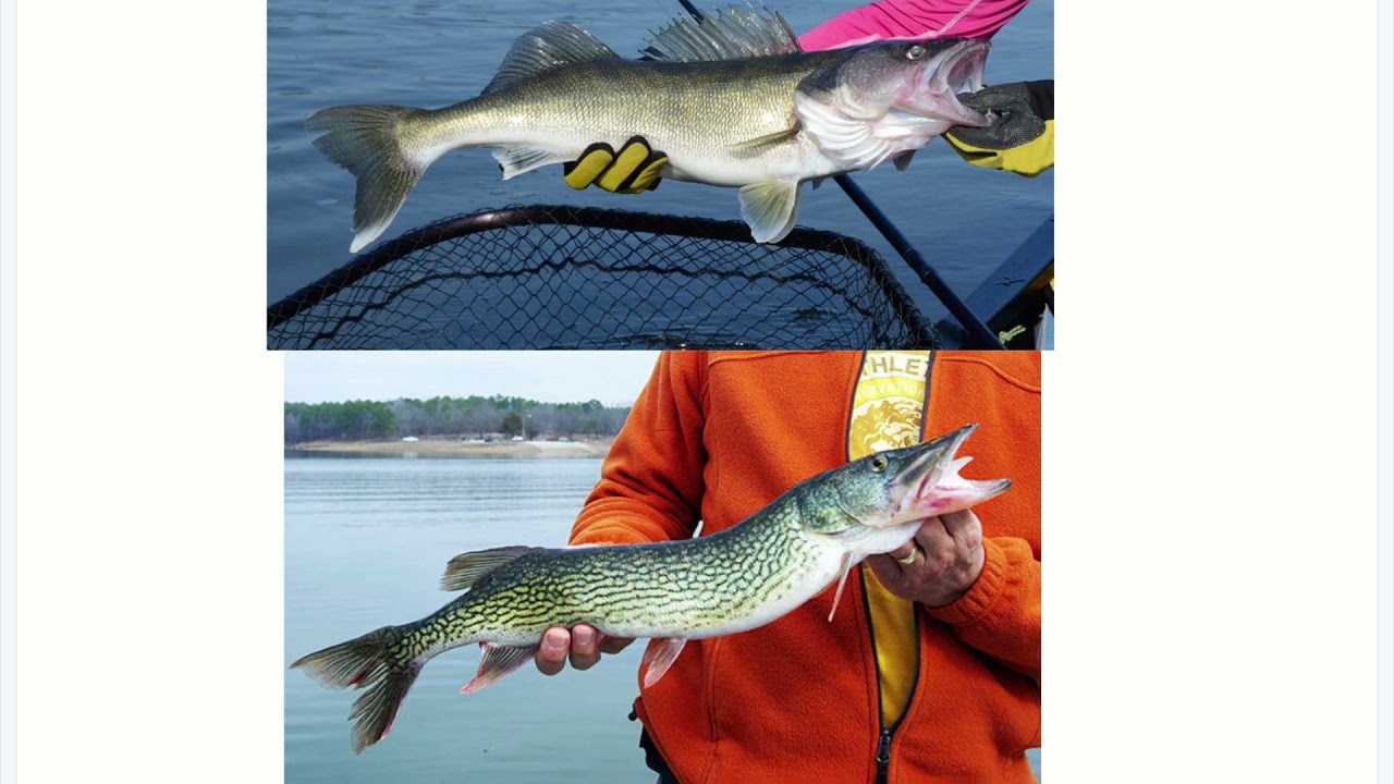 Pickerel Vs. Walleye | Not The Same Fish!