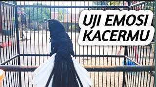 KACER GACOR FULL ISIAN MEWAH || Kacer Konslet Untuk Menguji Mental Emosi Kacer Agar Stabil Gacor