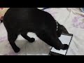 Cat Thinks My Phone is Real – Hilarious Reaction! : Prank with Neeroo