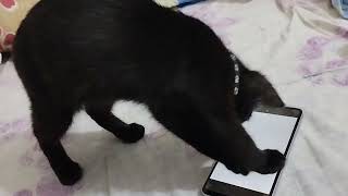Cat Thinks My Phone is Real – Hilarious Reaction! : Prank with Neeroo