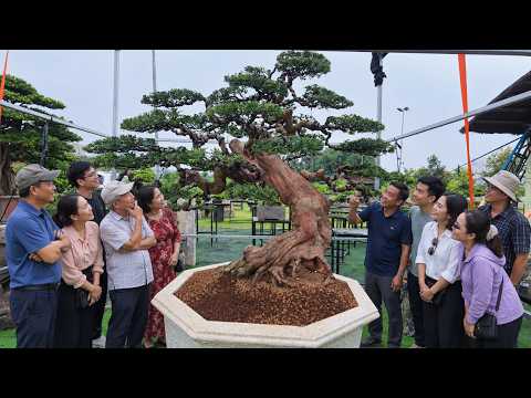 NGẮM 2 SIÊU PHẨM TÙNG LA HÁN CỰC ĐẸP TẠI TRIỆU ĐIỀN, LONG BIÊN, HÀ NỘI