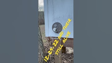 Looks like they are alive after the cold blast we had #layens #beekeeping