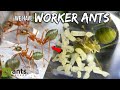 My Pet GREEN QUEEN ANT Has Her First Workers (Now The Fun Begins)