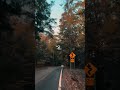 A Tunnel of Trees and Fall Colors