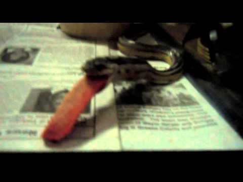 Dash the corn snake eats hotdog wow!!!!!!