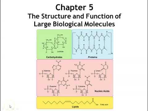 Large biological molecules and their types discussed