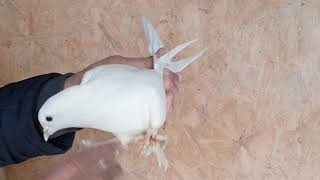 Veli Kaya Dişiler..