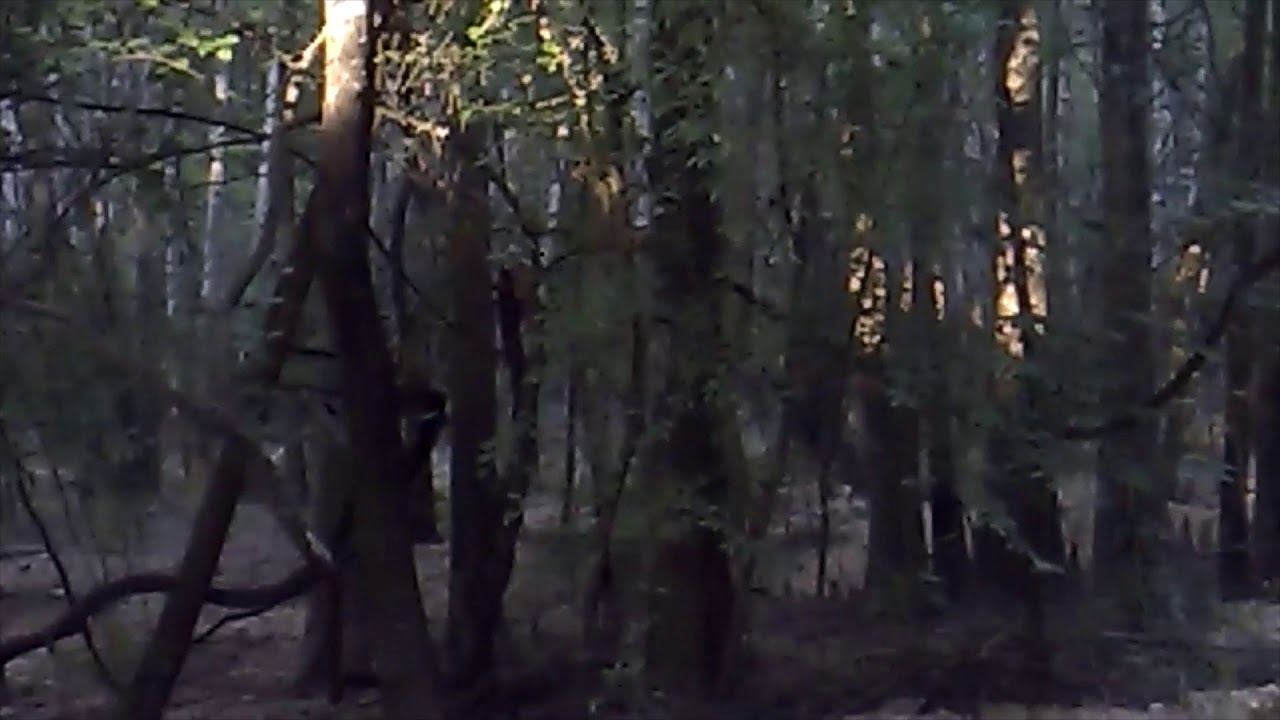 Sasquatch Booger Hollow Visits the Squatchiest Road in America YouTube