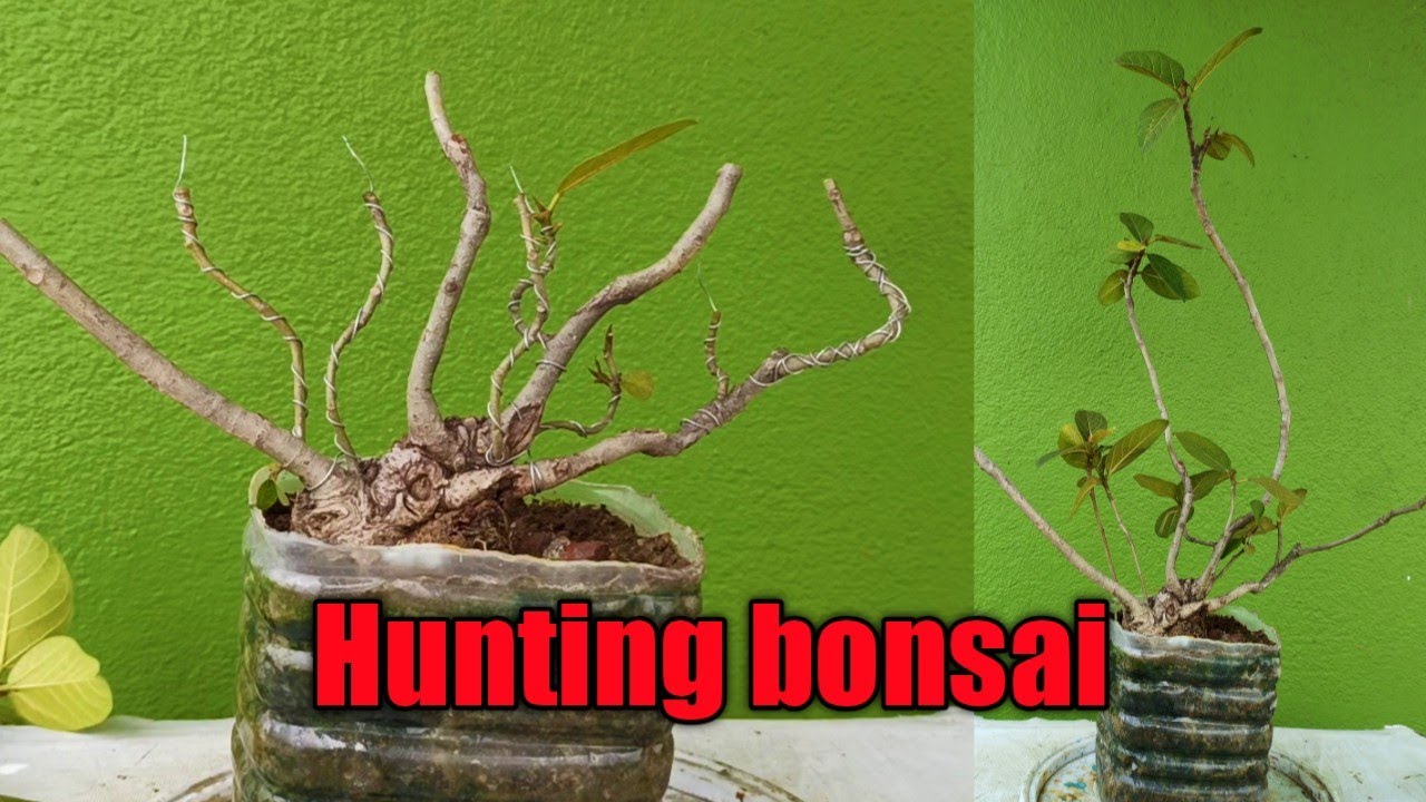 Hunting bonsai (Part 1) YouTube