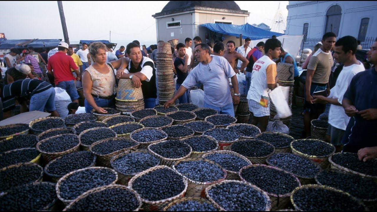Açai -  wie gesund ist die brasilianische Beere wirklich?