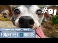 СМЕШНЫЕ ЖИВОТНЫЕ И ПИТОМЦЫ #91 АВГУСТ 2019 | Funny Pet House